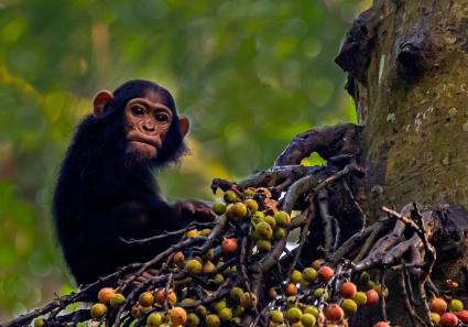 Kleiner Schimpanse m_33_2.jpg